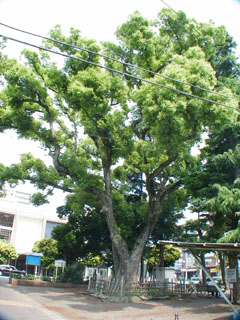 平塚市見附町のクスノキ