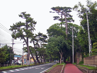 大磯の松並木で最も高い松