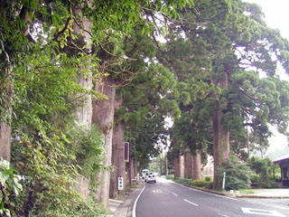 芦ノ湖畔の杉並木